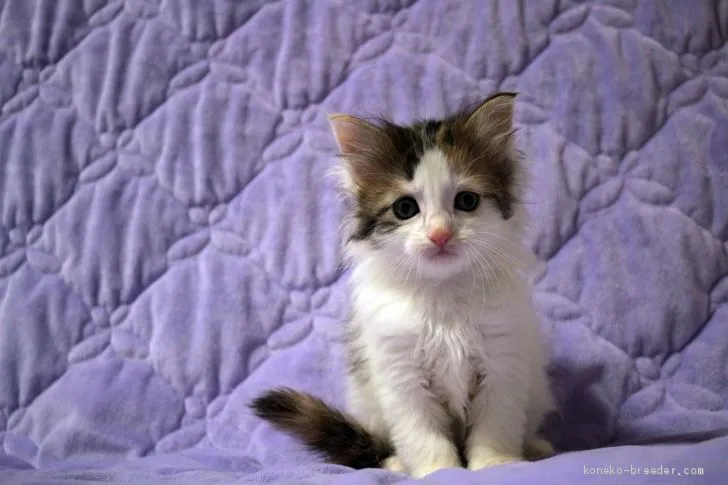 ガク 様のお迎えした子猫