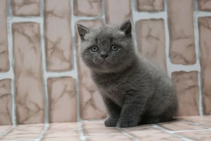 福丸 様のお迎えした子猫