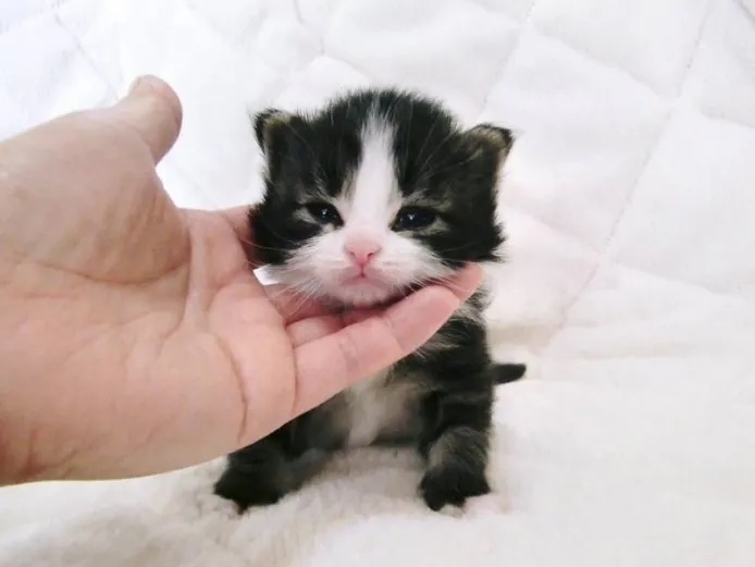 ID：1402-00159の子猫