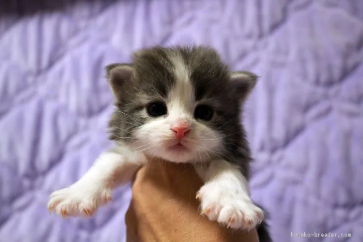 ID：2012-01509の子猫