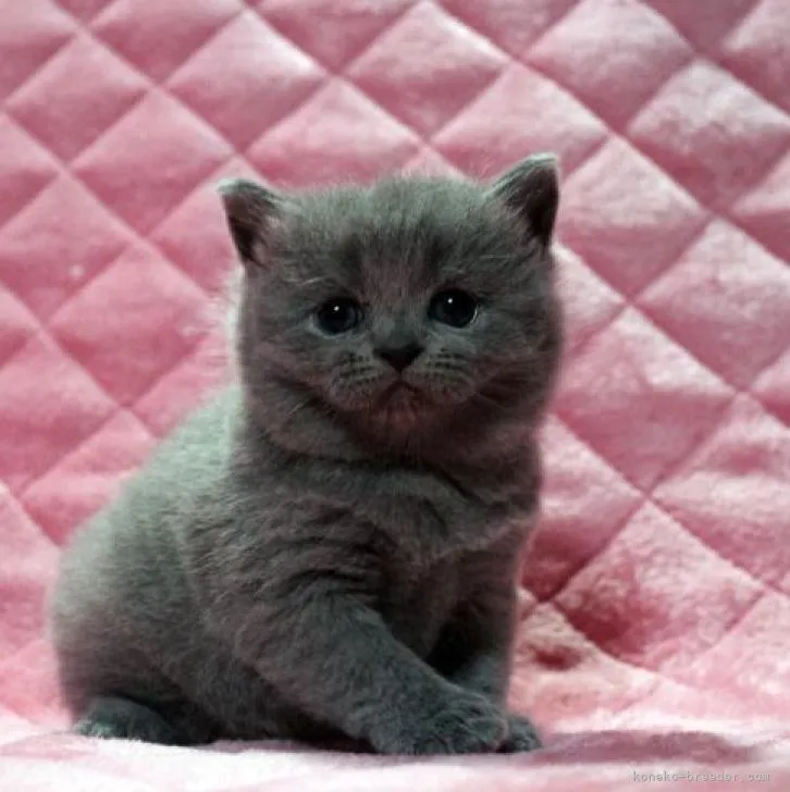 ID：2206-01307の子猫