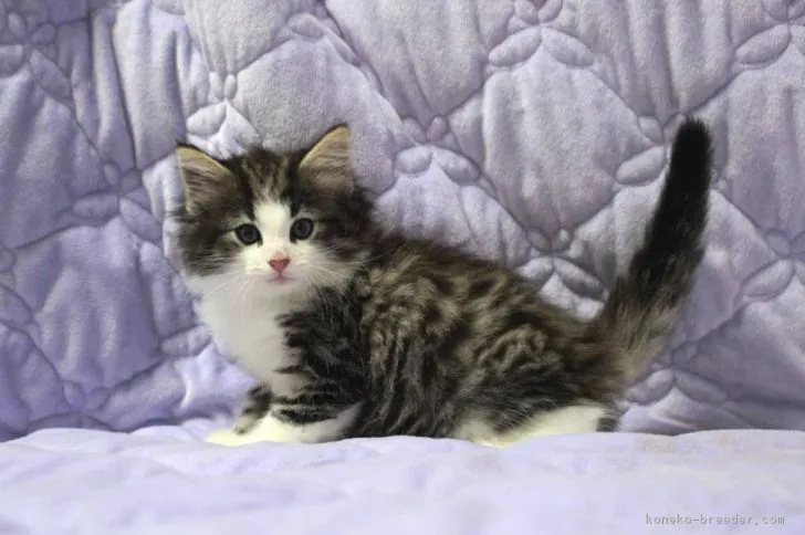 ID：1709-00041の子猫