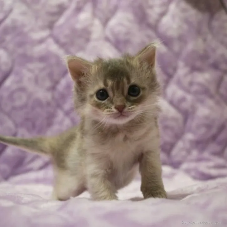 ID:2305-00757の子猫