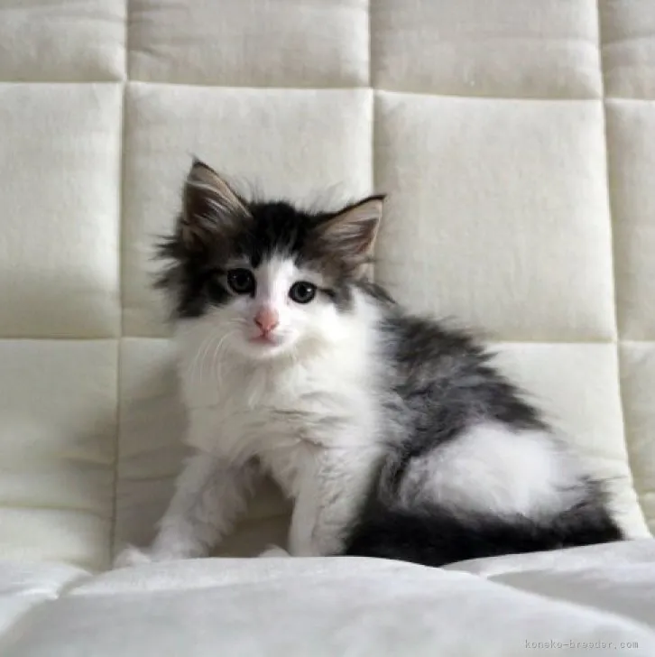 ID:2305-03080の子猫