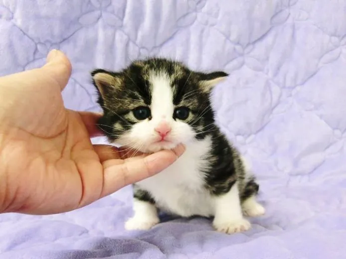 ID：1504-00122の子猫