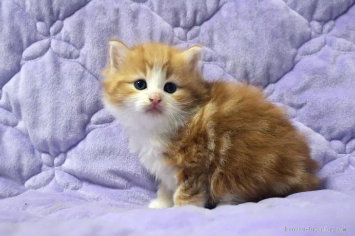 ID:1710-00285の子猫