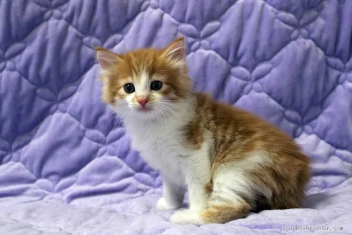 ID：1608-00325の子猫