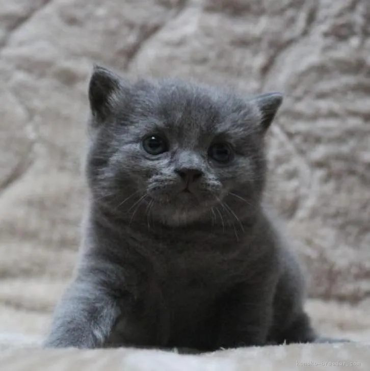 ID：2209-01865の子猫