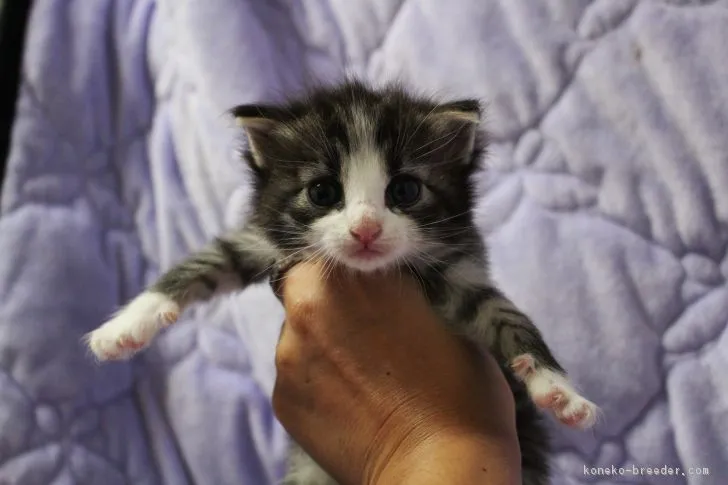 ID：1709-00039の子猫