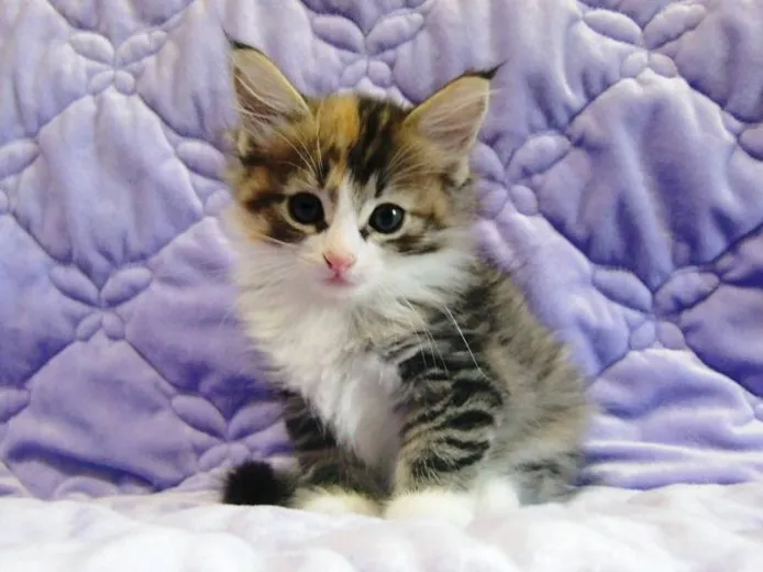 ID：1208-00148の子猫