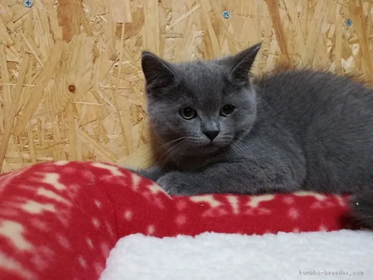 とむくん 様のお迎えした子猫