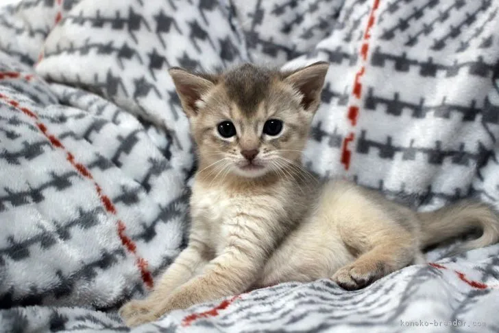 ID：1903-00084の子猫