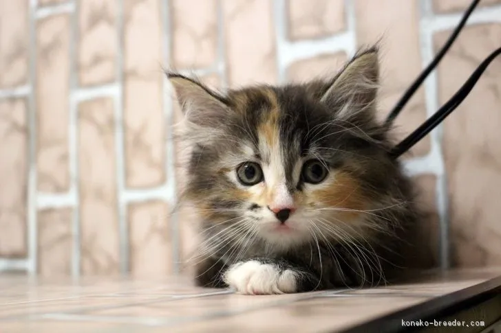 K.N 様のお迎えした子猫