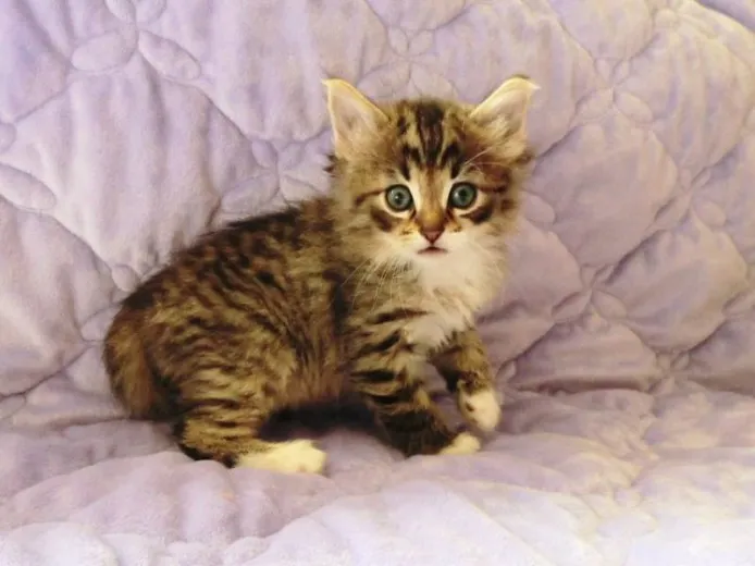 ID:1311-00261の子猫