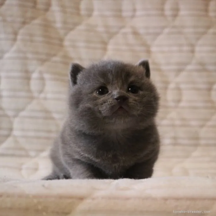 ID：2304-00612の子猫