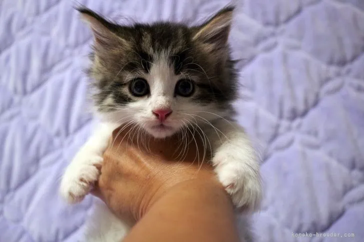 ID:2107-01097の子猫