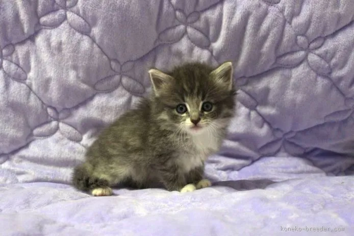 ID:1509-00514の子猫