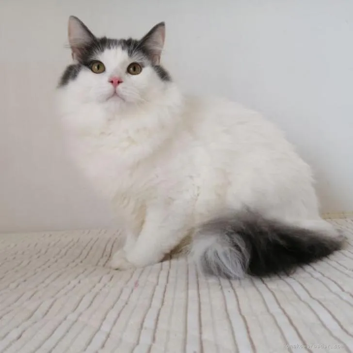ID:2204-01808の子猫