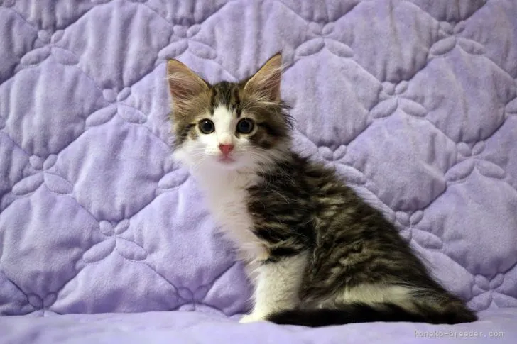 ノルウェージャンフォレストキャット【広島県・男の子・2021年6月5日・ブラウンタビー&amp;ホワイト】の写真1