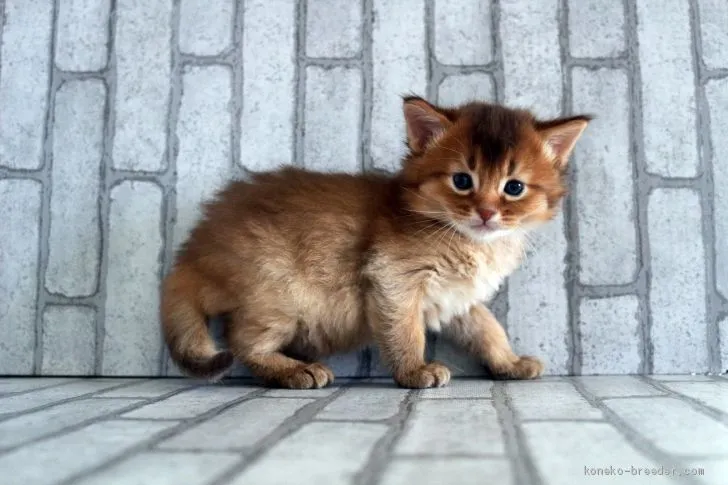 ID：2002-01294の子猫