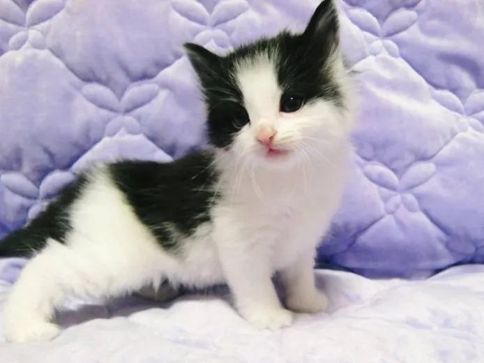 ID:1206-00060の子猫