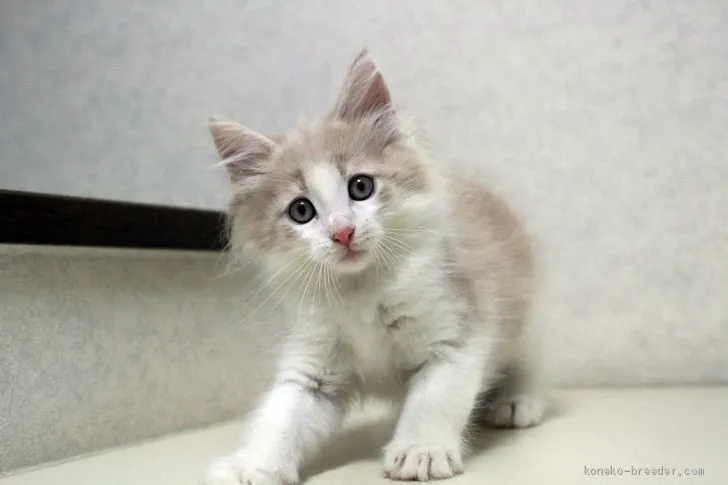 ID：1910-00427の子猫