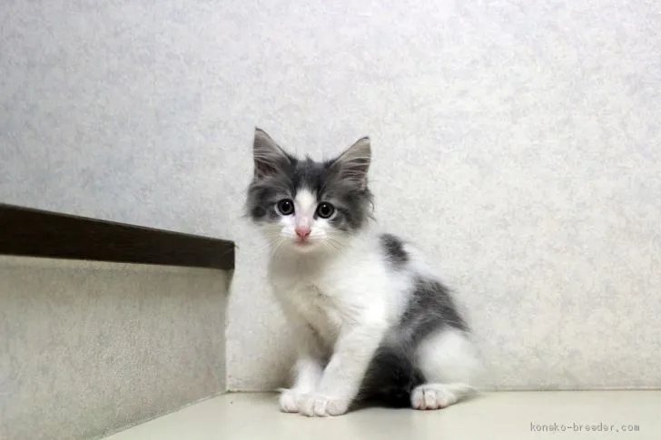 M.H 様のお迎えした子猫