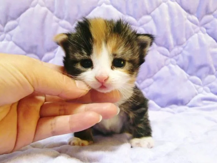 峯 様のお迎えした子猫