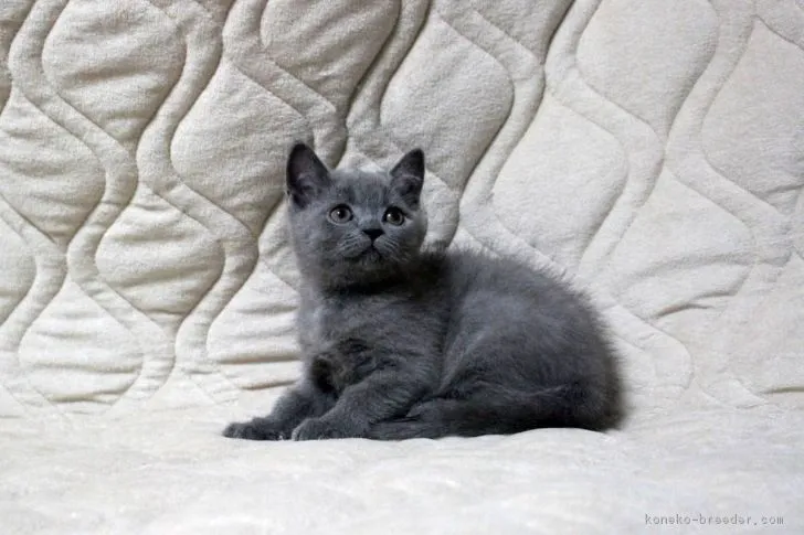 ID：1708-00034の子猫