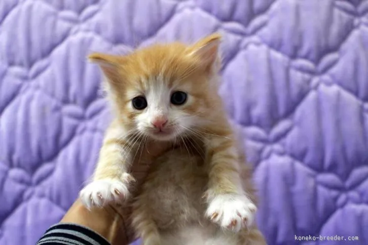 ID：1601-00063の子猫