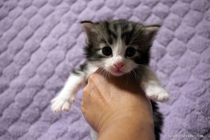 ID：2009-01003の子猫