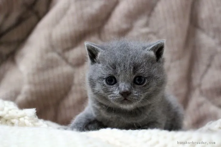 モモ 様のお迎えした子猫