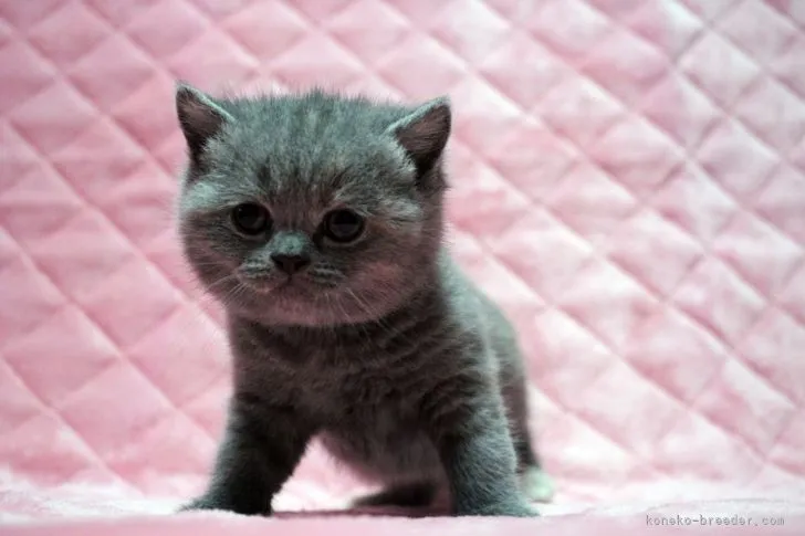 ID:2203-02234の子猫