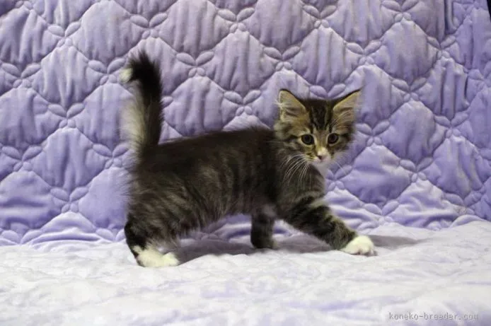 ID:1508-00395の子猫