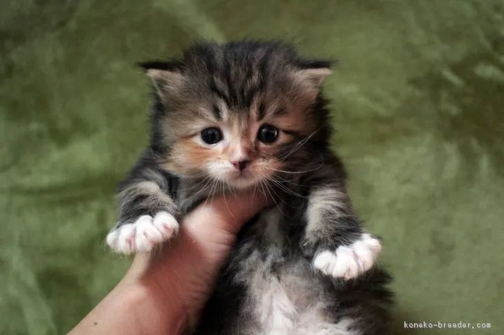 ID：1804-00067の子猫