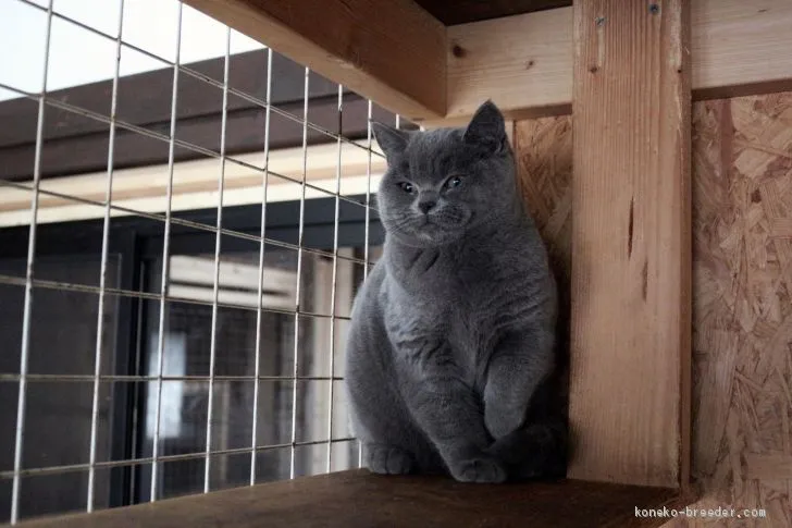 ID：2002-01386の子猫