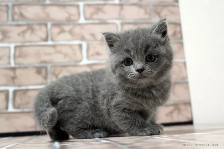 ID：1901-00409の子猫