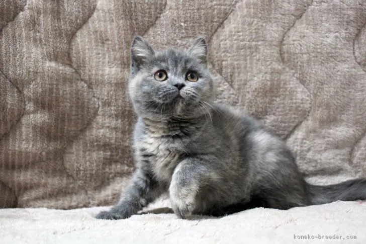 瑠璃 様のお迎えした子猫