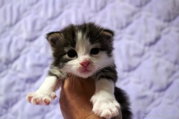 ID：2008-00711の子猫