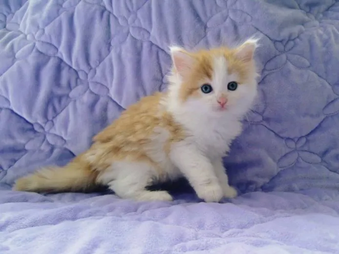 ID：1309-00333の子猫