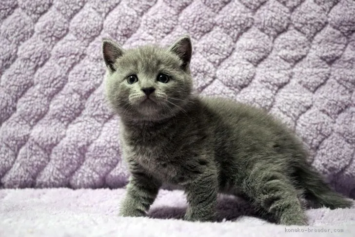 ID：2009-00620の子猫