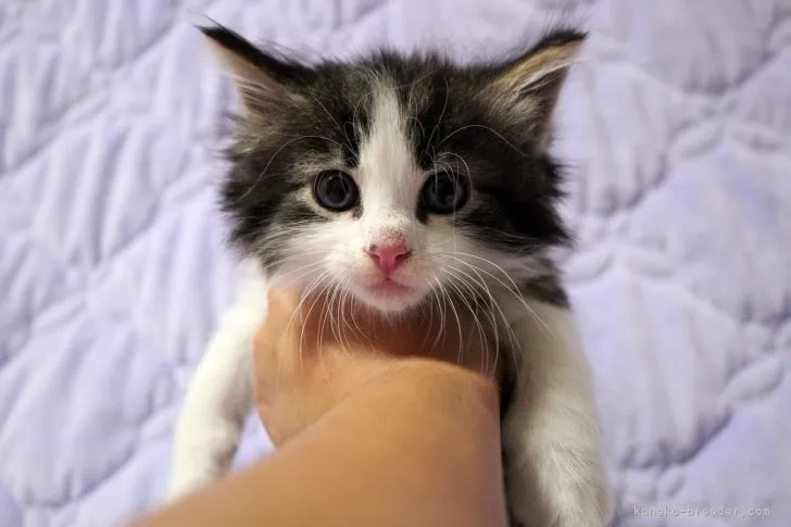 ID:2107-01098の子猫