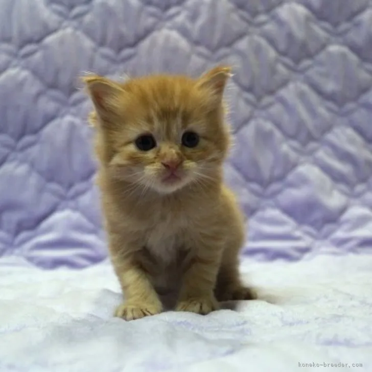 ID：2306-00859の子猫