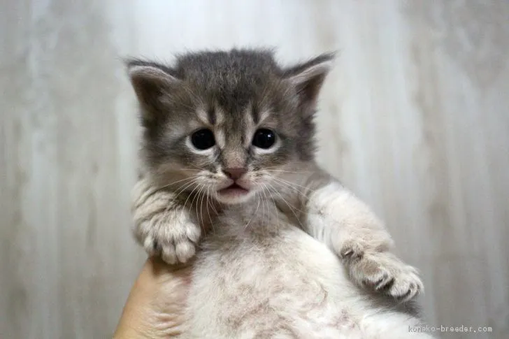 ID：1907-01122の子猫