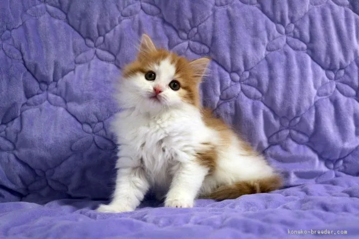 ID：1911-01666の子猫