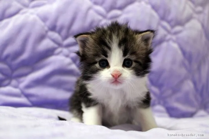 しゃろ 様のお迎えした子猫