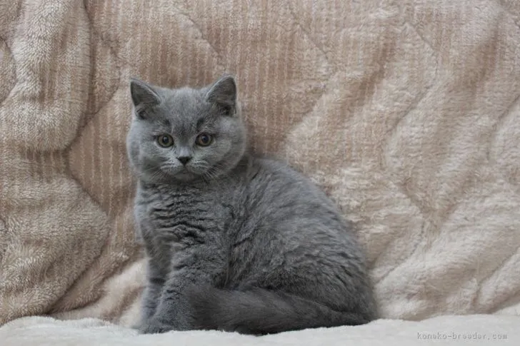 ID：1801-00429の子猫