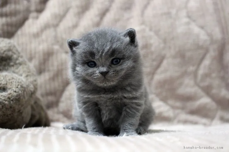 ID：1903-01307の子猫