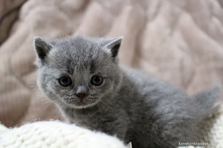 銀ちゃんファミリー 様のお迎えした子猫