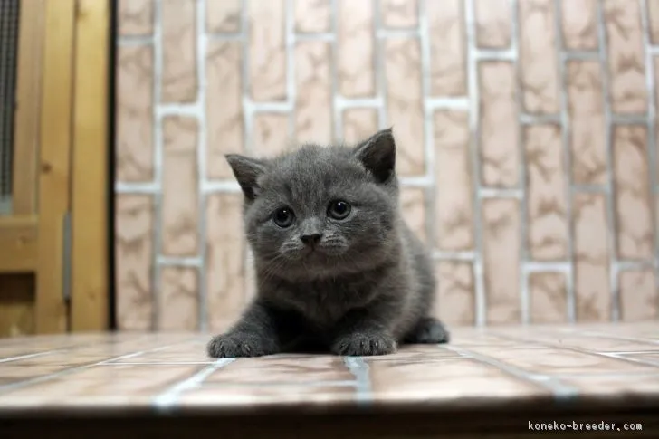 りく 様のお迎えした子猫